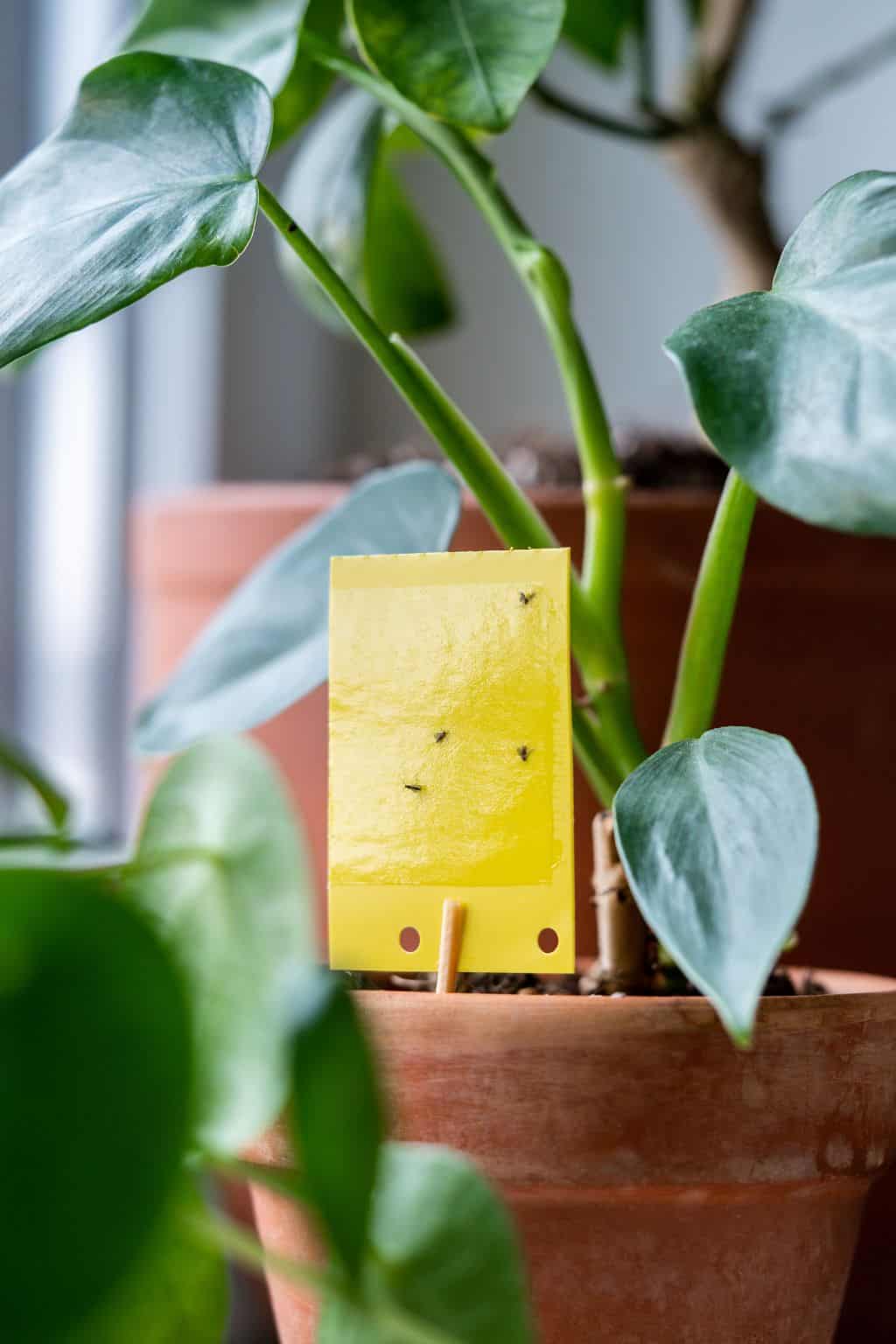 10 Ways to Get Rid of Gnats in Your Kitchen for Good